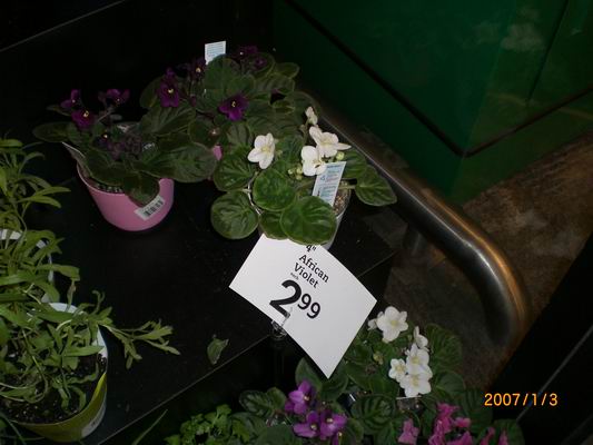 Resize of CIMG0485.JPG